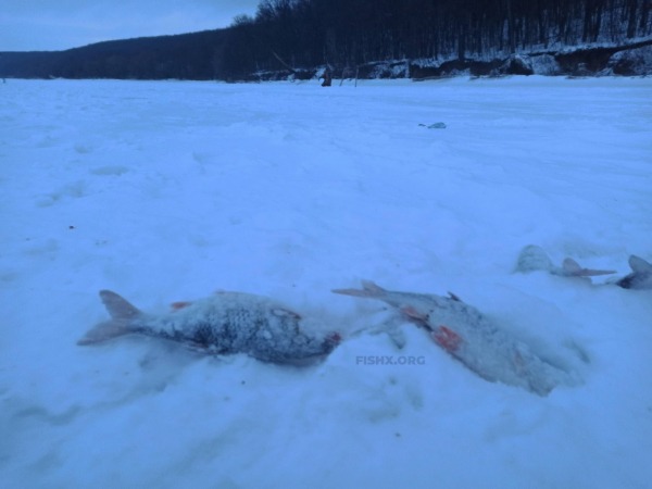 Поймать плотву в глухозимье Поймать плотву в глухозимье