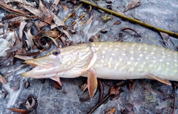 Рыбалка по "рыжей воде": время, когда река оживает
Рыбалка по "рыжей воде": время, когда река оживает