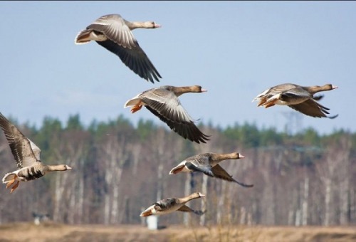 Весенняя охота: сроки, правила и особенности разной дичи Весенняя охота: сроки, правила и особенности разной дичи