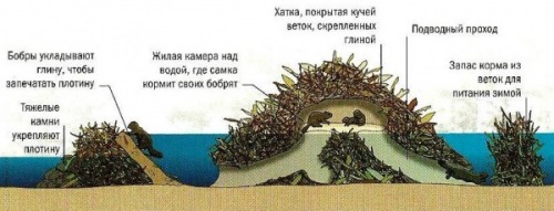 Бобры - трудолюбивые речные инженеры Бобры - трудолюбивые речные инженеры