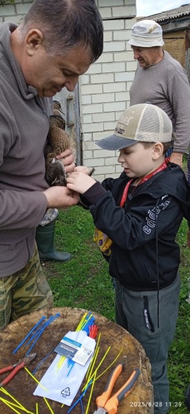 Миссия &laquo;Кряква&raquo;. Более тысячи молодых уток выпустят в дикую природу