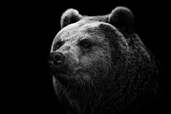 Расстрелянный на крыльце. Медведи калечат людей на Дальнем Востоке