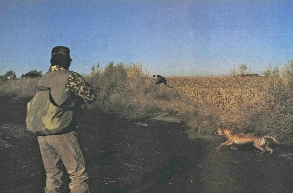 Охота на фазанов в одиночку с собакой. Советы американского охотника