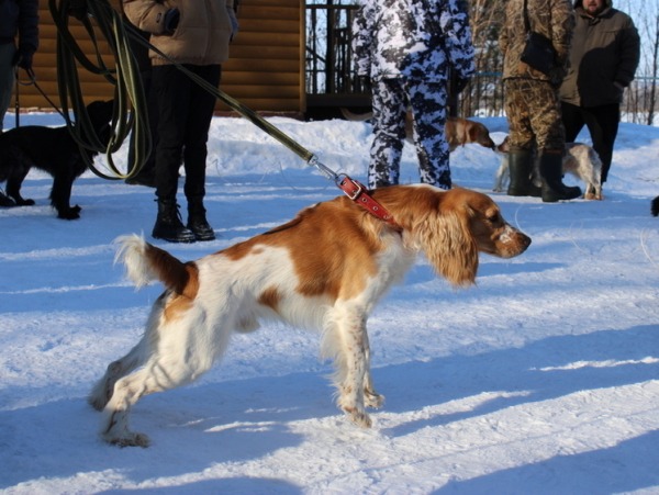 ushastyj-desant-na-volge-vystavka-spanielej-povolzhja-b031f0b.jpg